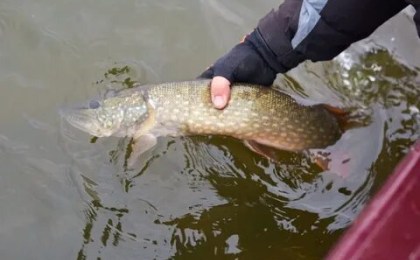 Запрет на лов щуки с 1 марта введен в большинстве регионов Беларуси