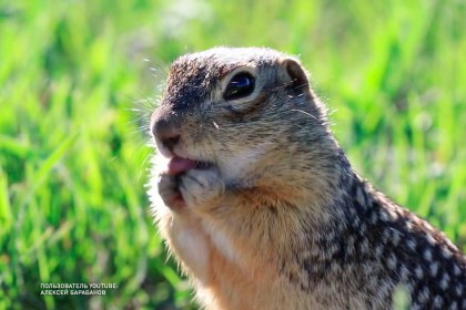 Хранитель сусликов. Вакансия мечты появилась в Беларуси