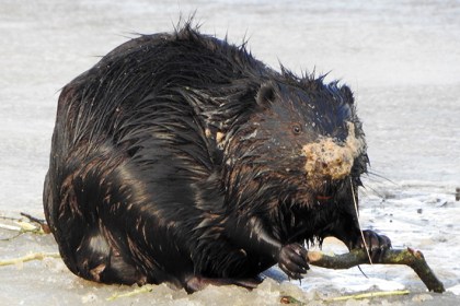 Жизнь бобров на озере Любань