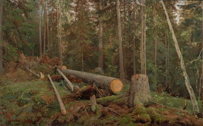 Выявлен житель Дивинского сельсовета, осуществивший незаконную вырубку леса