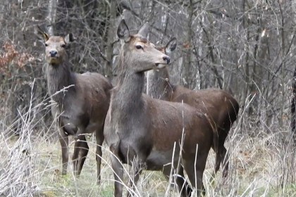 Зимние истории с копытными