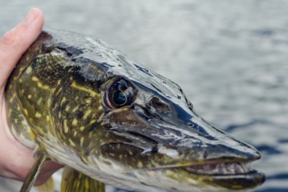 Запрет на лов щуки действует в большинстве регионов Беларуси до 15 апреля