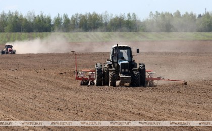 В Беларуси завершили посадку кукурузы на сельскохозяйственных угодьях