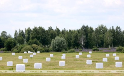 В Беларуси травы первого укоса скошены почти на 60% площадей