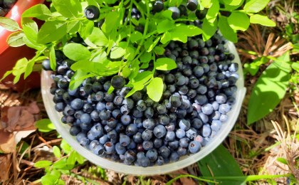 Черничный бум в деревне Леликово