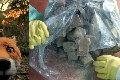 О проведении вакцинации от бешенства