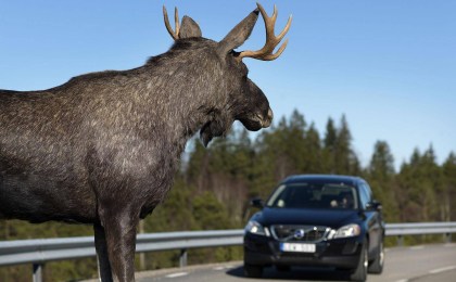 Осторожно - на дорогах дикие животные!