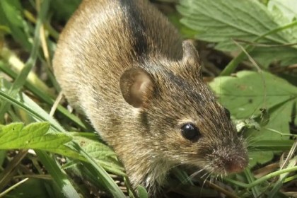 Осень-время сезонной миграции грызунов