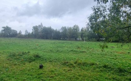 Житель Кобрина за Br2,5 тыс. купил лошадь, которую подростки похитили в Столинском районе