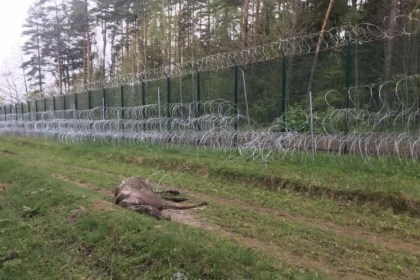 Против всего живого: заградительное сооружение, построенное на территории Беловежской пущи, несёт угрозу экосистеме