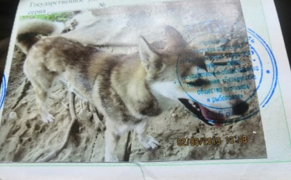 Потерялась собака!