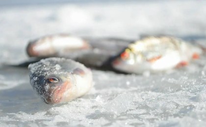 О  предотвращении зимних заморов