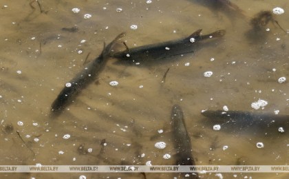 Белорусы могут предложить БООР варианты водоемов для зарыбления до 1 февраля