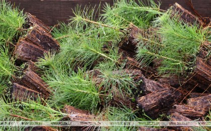 Более 2,7 тыс. га лесов планируют высадить в Брестской области весной