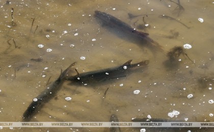Запрет на лов щуки вводится с 1 марта почти во всех областях Беларуси