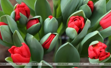 Большая цветочная ярмарка будет работать в Бресте с 6 по 9 марта