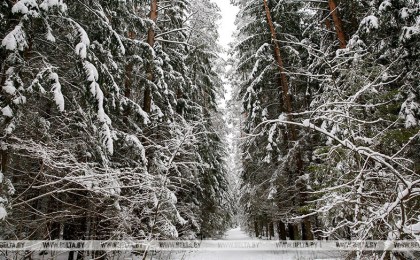 Установлен порядок финансирования юрлицами мероприятий по ведению лесного и охотничьего хозяйства