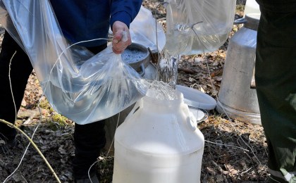 Жители Кобрина и Кобринского района могут приобрести готовый березовый сок