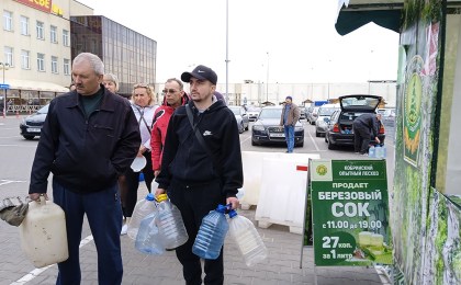 В лесничествах Кобринского лесхоза полным ходом идет процесс заготовки березового сока