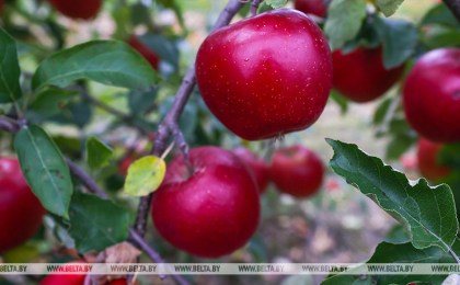 В Беларуси вывели новые сорта фруктов, ягод и орехов