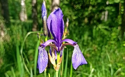 Новое место произрастания краснокнижного ириса обнаружили в Беловежской пуще