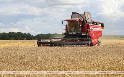 В Беларуси намолочено более 1 млн тонн зерна колосовых культур