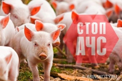 Африканская чума свиней