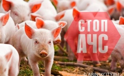 Профилактика Африканской чумы свиней в личных подворьях граждан