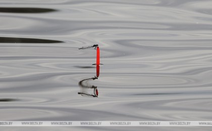 Запрет на лов сома и чудского сига вводится в Беларуси с 1 ноября