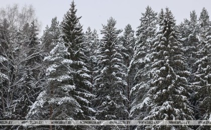 В Кобринском районе изменены границы, режим охраны и использования заказника «Ель»