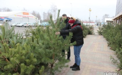 От 8,5 до 30 рублей: с 22 декабря в Кобрине работает елочный базар у ТЦ «Полесье» 