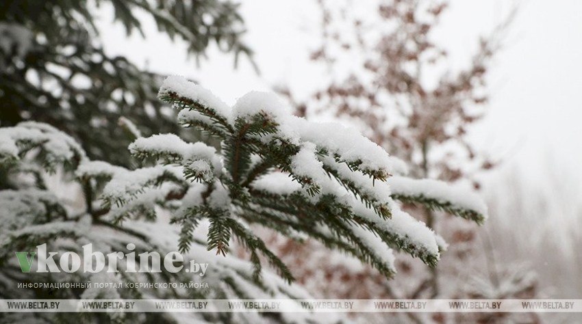 Снег, гололед и порывистый ветер прогнозируются в Беларуси 24 декабря