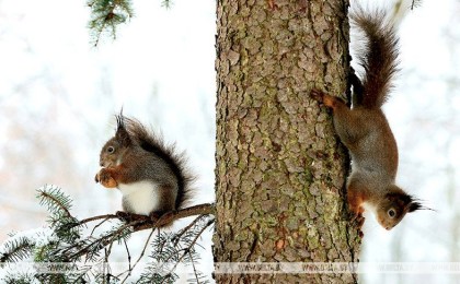 Оранжевый уровень опасности из-за сильного ветра объявлен в Беларуси 26 декабря