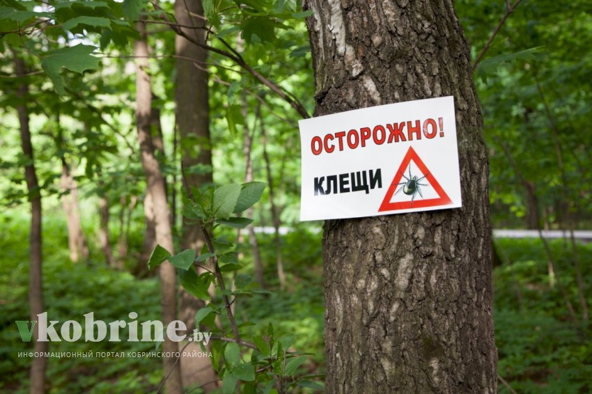 Что делать, если укусил клещ и где в Кобрине сдать на анализ паразита
