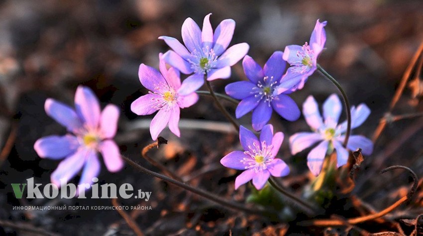 Минприроды призывает отказаться от сбора и покупки первоцветов