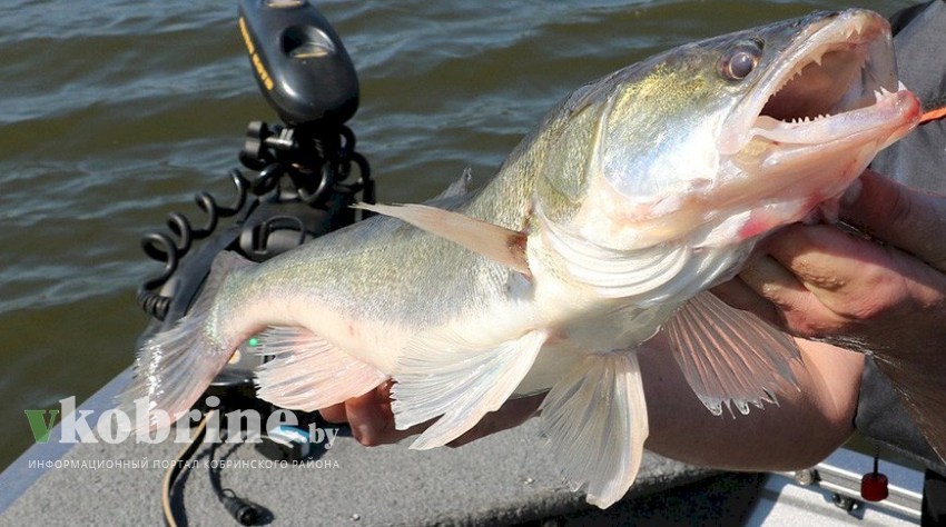 В Беларуси вводится запрет на лов судака