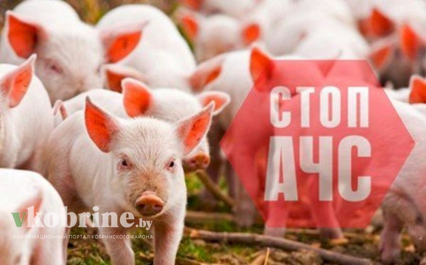 Что такое африканская чума свиней и куда обращаться в Кобринском районе?