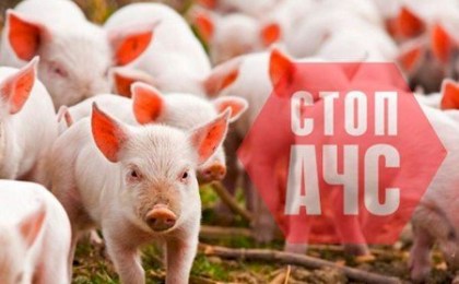 Что такое африканская чума свиней и куда обращаться в Кобринском районе?