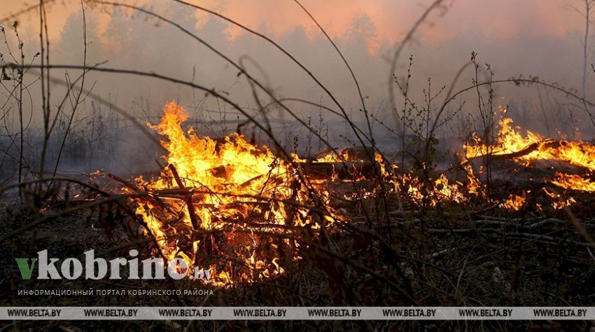 В Кобринском лесхозе два лесных пожара начались из-за ударов молнии