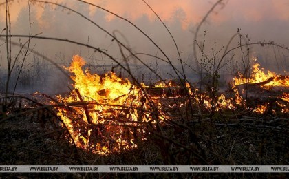 В Кобринском лесхозе два лесных пожара начались из-за ударов молнии