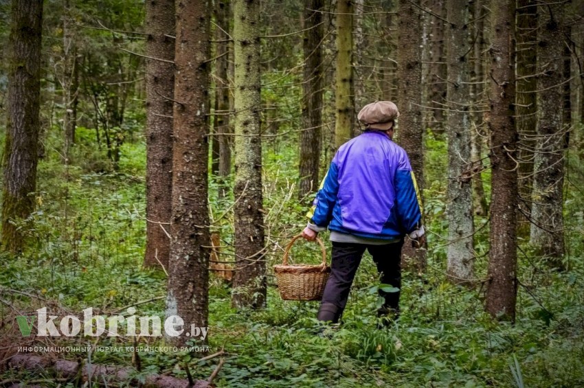 Отправляясь в лес, будьте внимательны и осторожны