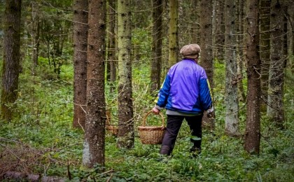 Отправляясь в лес, будьте внимательны и осторожны