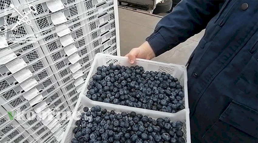 Брестские таможенники установили факт занижения стоимости ввозимых фруктов и ягод