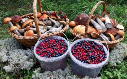 Нужно ли платить налог тем, кто занимается сбором и закупкой лекарственных растений, ягод, грибов, орехов и другой дикорастущей продукции