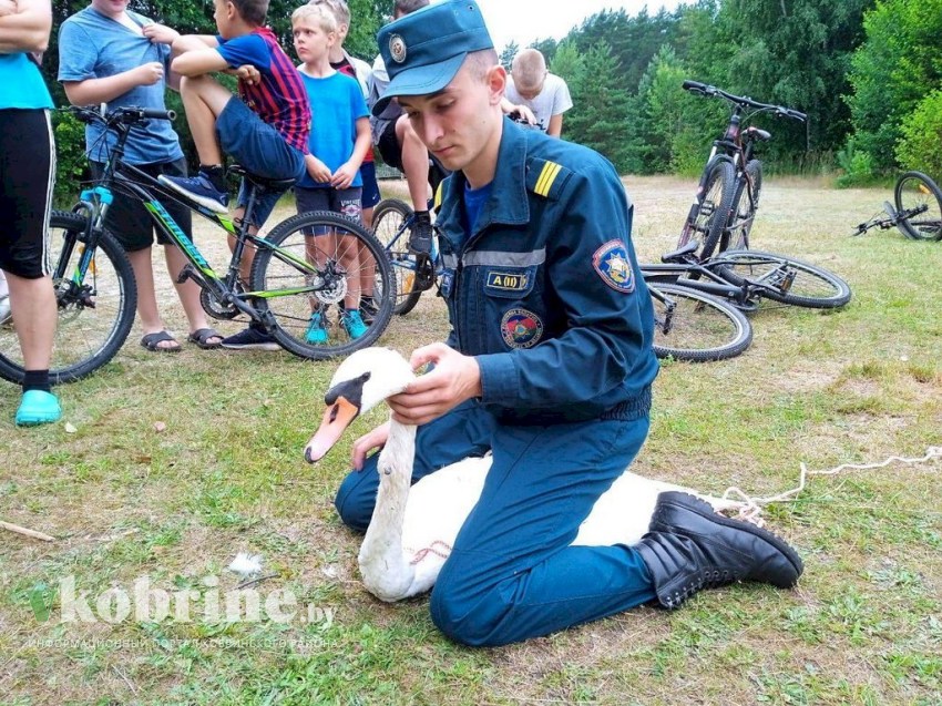 Кобринские спасатели пришли на помощь лебедю