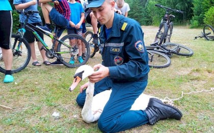 Кобринские спасатели пришли на помощь лебедю