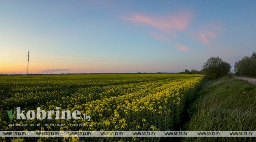 Белгидромет: ожидаемые дожди будут поддерживать достаточную влагообеспеченность сельхозкультур