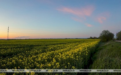 Белгидромет: ожидаемые дожди будут поддерживать достаточную влагообеспеченность сельхозкультур
