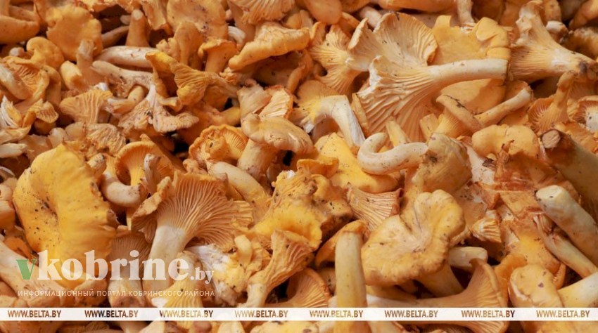 Огурцы, голубика, лисички. Что и по каким ценам закупает Белкоопсоюз у населения