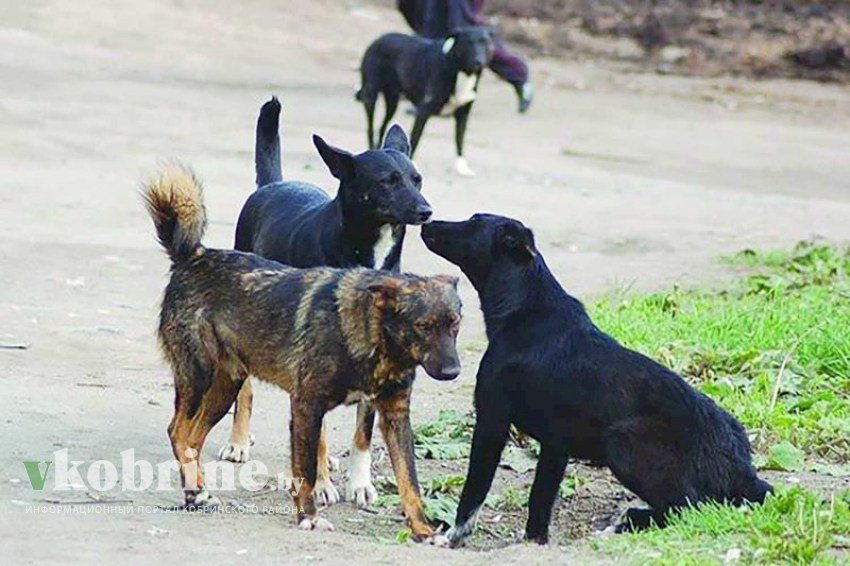 Кобринчане обеспокоены большим количеством бездомных собак. Куда звонить?